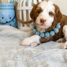 Girl 1 - Bernedoodle puppy in Glendora, California from Colby Trail Doodles