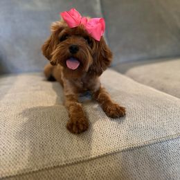 Parker - Cavapoo
