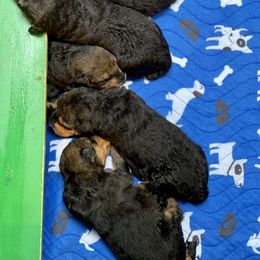 Girl 4 - Airedale Terrier puppy in Branch, Michigan from Aim High Airedales & German Shorthaired Pointers