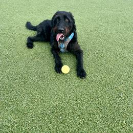 Dachshund, Labradoodle, and Labrador Retriever All Grown Up from Muddy Bay Kennels
