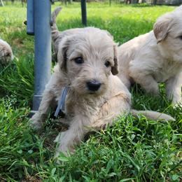 Flint - gray collar - Apricot male Labradoodle puppy in Fostoria, Michigan from North Country Kennel Club