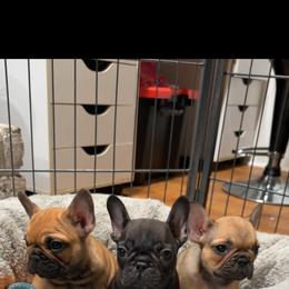 Bat - Fawn male French Bulldog puppy in Roanoke Rapids, North Carolina from Ferrell’s Frenchies