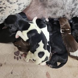 German Shorthaired Pointer Puppies from Country-Side Breeders