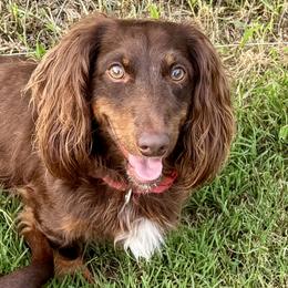 Reese - Dachshund