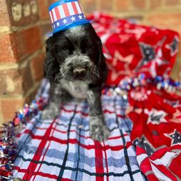 Boy 4 - English Springer Spaniel puppy in Swainsboro, Georgia from Sweet Georgia Springers