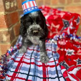 Boy 4 - English Springer Spaniel puppy in Swainsboro, Georgia from Sweet Georgia Springers