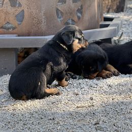 Rottweiler Puppies from Cross Creek Rottweilers