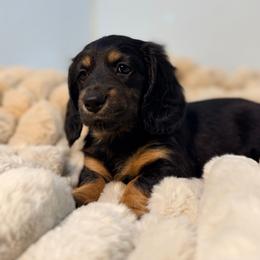 Jane - Black and tan female Dachshund puppy in Red Bluff, California from Down The Hill Potterdale