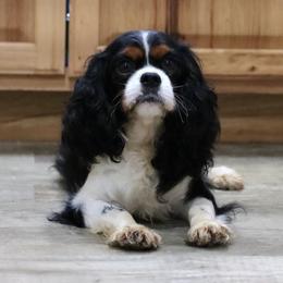 Maci - Cavalier King Charles Spaniel