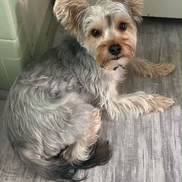 Assorted Doodle Crosses, Double Doodle, Maltipoo, Morkie, and Yorkipoo Puppies from Danza Bolo