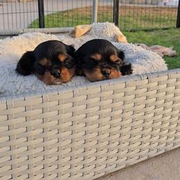 Cavalier King Charles Spaniel puppies from Moongate Cavaliers