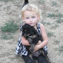 Bernedoodle and Bernese Mountain Dog Puppies from Basin Berners