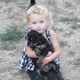 Bernedoodle and Bernese Mountain Dog Puppies from Basin Berners