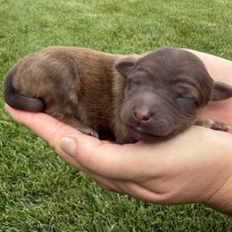Sonny - Chocolate male Labradoodle puppy in St George, Utah from Terra's Swann's Kennels