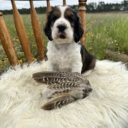 English Springer Spaniel Puppies from Currahee Fields Springers