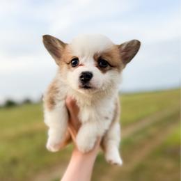 Queen of Hearts - Pink - Red female Pembroke Welsh Corgi puppy in Milan, Georgia from Williams’ Welsh Corgis LLC