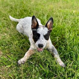 Legend - Australian Cattle Dog