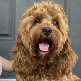 Cayenne - Cockapoo