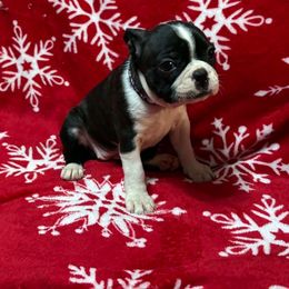 Female - Black and white female Boston Terrier puppy in Mc Donough, Georgia from Ballard Boston Terriers