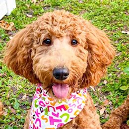Lily - Goldendoodle