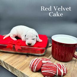 Dalmatian, Poodle, and Rhodesian Ridgeback Puppies from Ruffles, Ridges, & Spots!