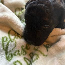 Black - Black male Goldendoodle puppy in Burien, Washington from South Sound Doodles