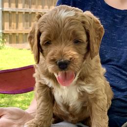 Goldendoodle Puppies from Fort Worth Goldendoodles