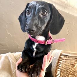 Oreo - Black female Dachshund puppy in Mountain Home, Arkansas from The Teacup Homestead Miniature Dachshunds