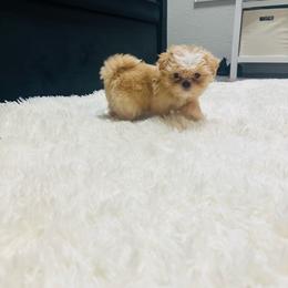 Muffin - Gold and white male Shorkie puppy in San Tan Valley, Arizona from Great Mates