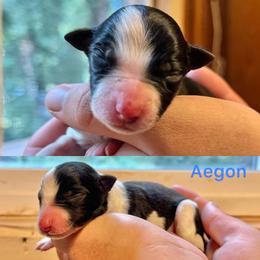 Aegon - Black and white male Border Collie puppy in Santa Cruz, California from Von Guadachi German Shepherds & Audacity Border Collies