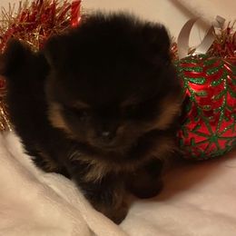 Boy 1 - Black and tan parti male Pomeranian puppy in Delta Junction, Alaska from Princess’s Poms