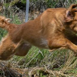 Golden Retrievers from Wildhorn Kennel