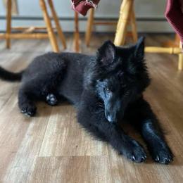 Cade - Black male Belgian Sheepdog puppy in Hastings, Minnesota from Century Hills Farm