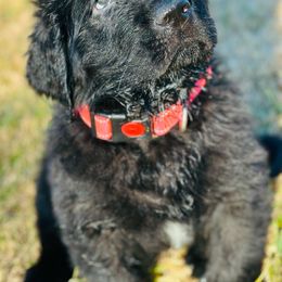 Newfoundland Puppies from Majestic Gentle Giants