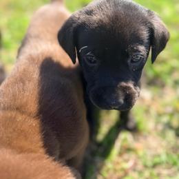 Green - Black female Labrador Retriever puppy in Millville, New Jersey from Creekside Canines