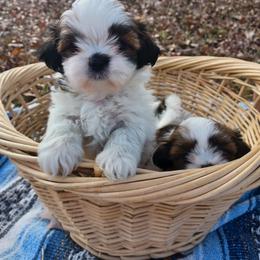 Shih Tzu Puppies from Tiny Bubbles Shih Tzus