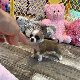 Female - Fawn female Chihuahua puppy in Summerfield, Florida from Uey’s Chihuahuas