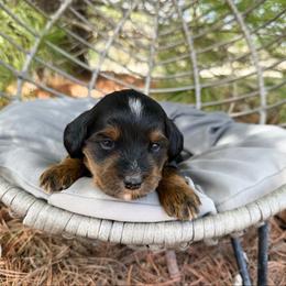 Aiden - Phantom male Bernedoodle puppy in Wamego, Kansas from Doodles of Oz