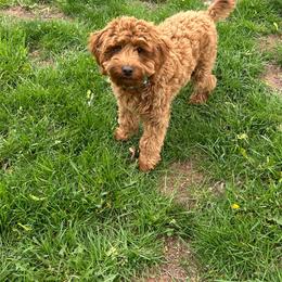 Tucker - Brown male Cavapoo puppy in East Earl, Pennsylvania from White Creek