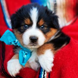 Cosmic Brownie - Black tri-color male Australian Shepherd puppy in Paola, Kansas from Tiz Ranch