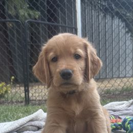 White collar boy is spunky and playful with a sweet spirit - Dark golden male Golden Retriever puppy in Aumsville, Oregon from Bigfoot Goldens AKC Registered Dark Red