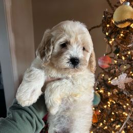 Exult - Cream male Cavapoo puppy in Arabi, Georgia from Huckadoodle Farm
