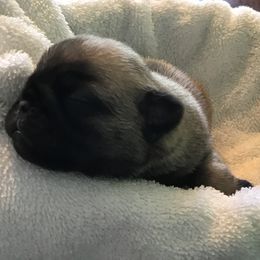 Girl 4 - Pug puppy from Khloe’s WV Pugs
