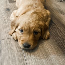Golden Retriever and Labrador Retriever Puppies from All Around Retrievers LLC
