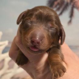 Pink female - Chocolate and tan female Dachshund puppy in Romney, Indiana from Brown's Valley Dachshunds