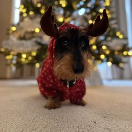 Dachshund Puppies from Divine Teckel Tails