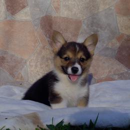 American Corgi and Pembroke Welsh Corgi Puppies from Kates Corgis