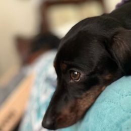 Luna - Dachshund