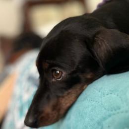 Luna - Dachshund