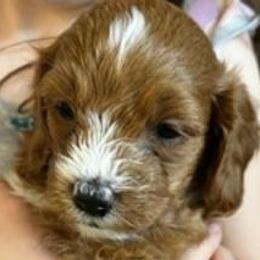 Boy 1 - Red and white Cockapoo puppy in Sun City, Arizona from Rachel's Sunny Side Cockapoos
